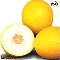 بذور شمام كناري أصفر ( Cucumis melo )