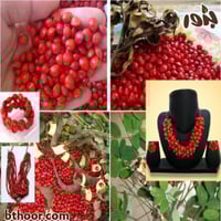 بذور شجرة مرجان الغابة (Adenanthera pavonina)