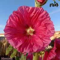 بذور الختمية الوردية _ خطمية جملة