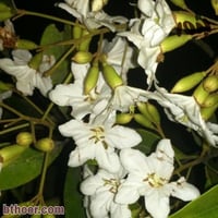 بذور شجرة كورديا بيضاء ( cordia megalantha )