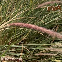 بذور الحلفا أو عشبة النافورة الحمراء(Pennisetum Se...