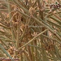 بذور العلندى الصفراء-العدام الأصفر (Ephedra transi...