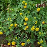 بذور عشبة النفل ( جملة )