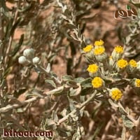 بذور القيصوم جملة