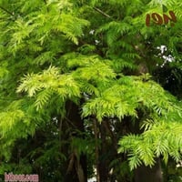 بذور شجرة البلوط الحريري ( Grevillea robusta )