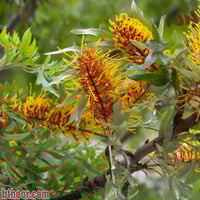 بذور شجرة البلوط الحريري ( Grevillea robusta )