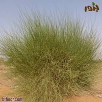 بذور المرخ ( Leptadenia pyrotechnica )