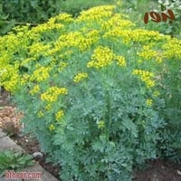 بذور عشبة الشذاب العطرية ( Ruta graveolens )