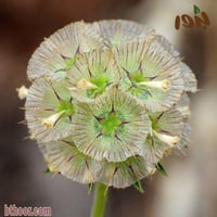 بذور طربة-ام قلاص جملة