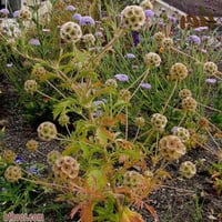 بذور طربة-ام قلاص جملة