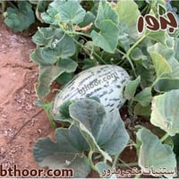 بذور شمام روسي ( Cucumis mel )