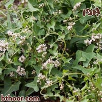 بذور عليق متسلق ( المديد ) Cynanchum acutum