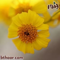 بذور زهرة الانسيليا (Encelia Farinosa)