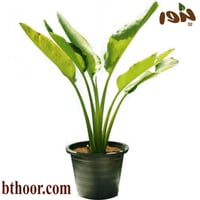 بذور نخيل رافينالا- الموز الكاذب(Ravenala madagasc...