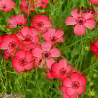 بذور كتان الزهور ( Linum grandiflorum )