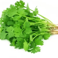 بذور نبات الكزبرة (Coriandrum sativum)