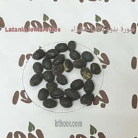 بذور نخيل اللاتانيا الخضراء ( Latania lontaroides...