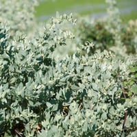 بذور عشبة القطف ( الرغل الملحي ) Atriplex halimus