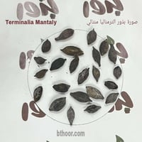 بذور شجرة الترمناليا منتالي ( Terminalia Mantaly )