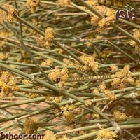 بذور العلندى الصفراء-العدام الأصفر (Ephedra transi...