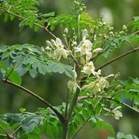 بذور مورينجا‬ هجين ( Moringa Hybrid )