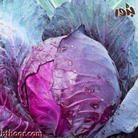 بذور الملفوف الأحمر - الأرجواني (Brassica oleracea...