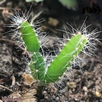 بذور فاكهة التنين - الدراجون الاحمر ( Selenicereus...