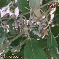 بذور شجيرة وايتكس المبرقشة-الفتيكس المبرقشة( Vitex...