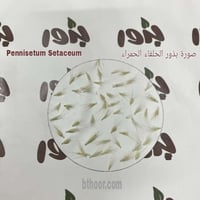 بذور الحلفاء حمراء جملة