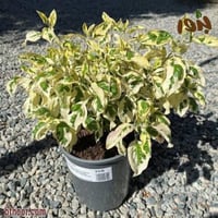 بذور شجيرة وايتكس المبرقشة-الفتيكس المبرقشة جملة