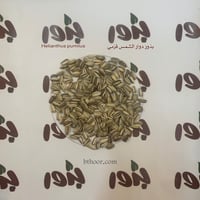 بذور دوار الشمس قزمي - Helianthus pumilus