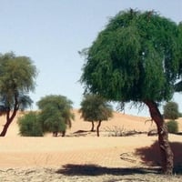 بذور غاف خليجي ( Prosopis cineraria )