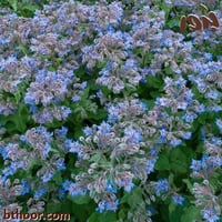 بذور خبز النحل(Borage officinalis)