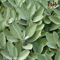 بذور عشبة المرامية (ميرمية) Salvia Officinalis