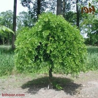 بذور شجرة ويستيريا البنفسجية ( Wisteria sinensis )