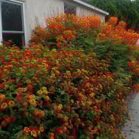 بذور زهرة لانتانا كمارا ألوان متعددة (ام كلثوم) La...