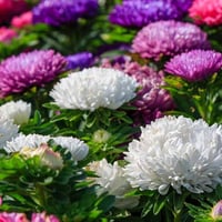 بذور زهرة النجمية ( Callistephus chinensis )