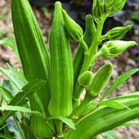 بذور نبات البامية ( Abelmoschus esculentus )