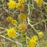 بذور نبات العرفج ( Rhanterium epapposum )