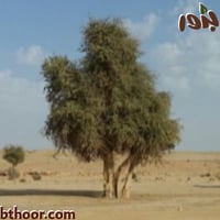 بذور شجرة السرح-المرو (Maerua crassifolia)