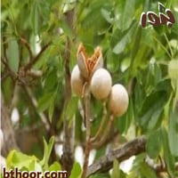 بذور الماهوجني الأفريقي-الكايا ( khaya senegalensi...