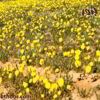 بذور الحوذان (Ranunculus)