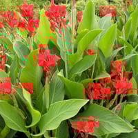 بذور الكنا الهنديه الحمراء ( canna indica )