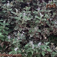 بذور شجيرة وايتكس المبرقشة-الفتيكس المبرقشة( Vitex...