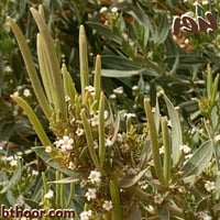 بذور الحرمل (Rhazya Stricta - Decne)