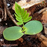 بذور شجرة ليوسينا جملة