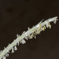 بذور عشبة الضعه Lasiurus scindicus