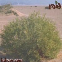 بذور الهرم ( Zygophyllum coccineum )