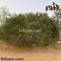 بذور السنط الاسكلوسبرما جملة