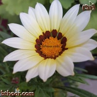 بذور جازانيا بيضاء-غازانيا جامدة ( Gazania rigens...